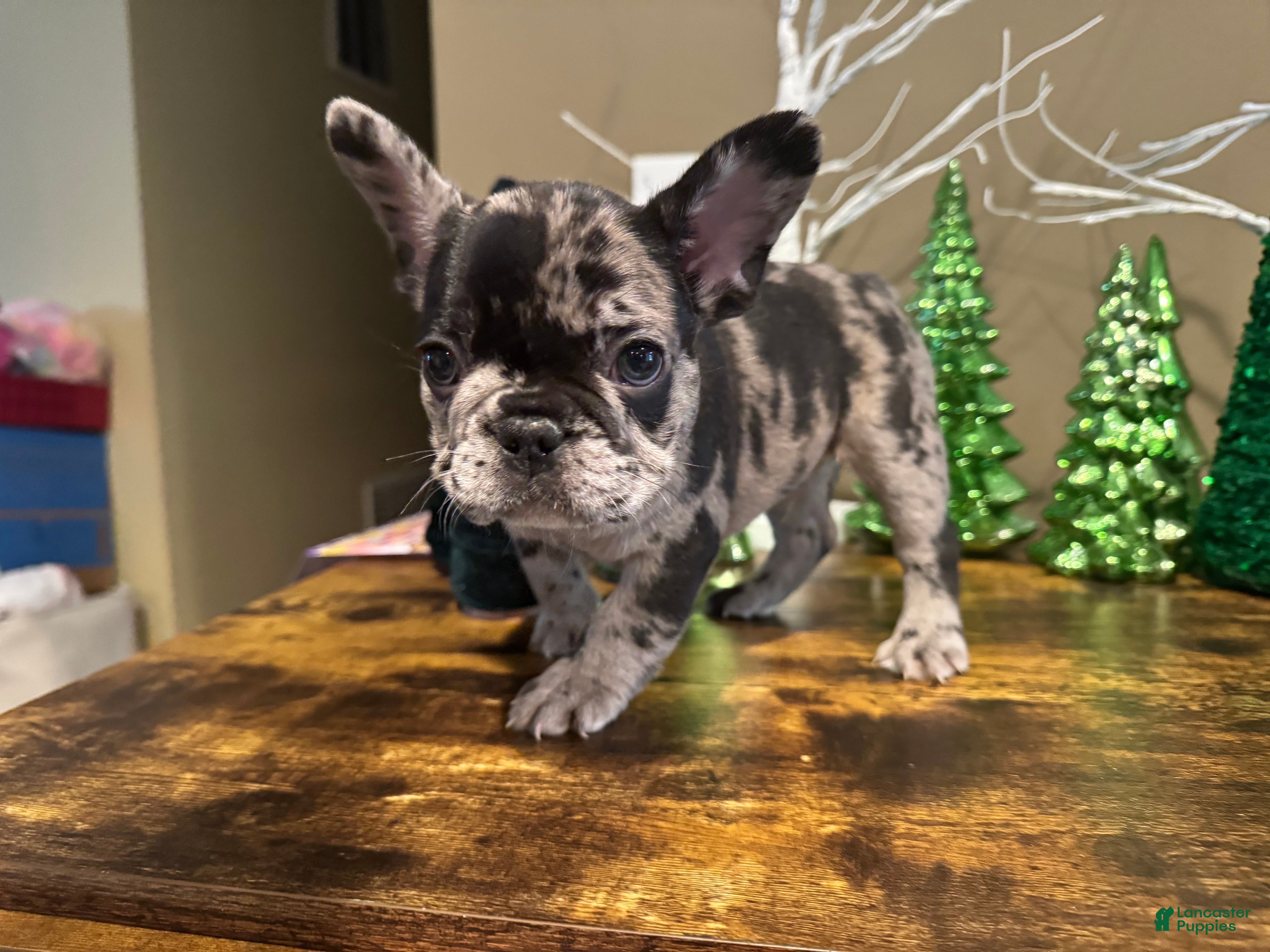 French Bulldog dogs French Bulldog Puppy 2 - Ad 2
