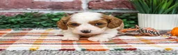 Cavapoo dogs for sale: Axel - Ad 4