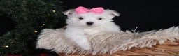 Maltese dogs for sale: ABBEY - Ad 20