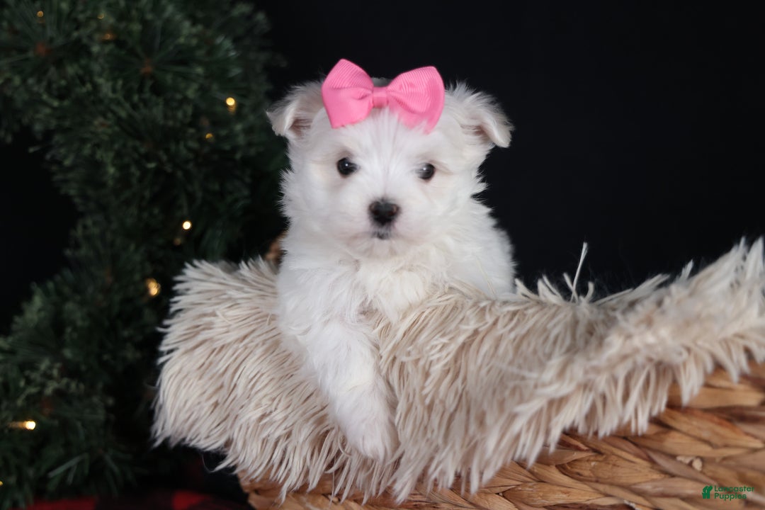 Maltese dogs for sale: ABBEY - Ad 20