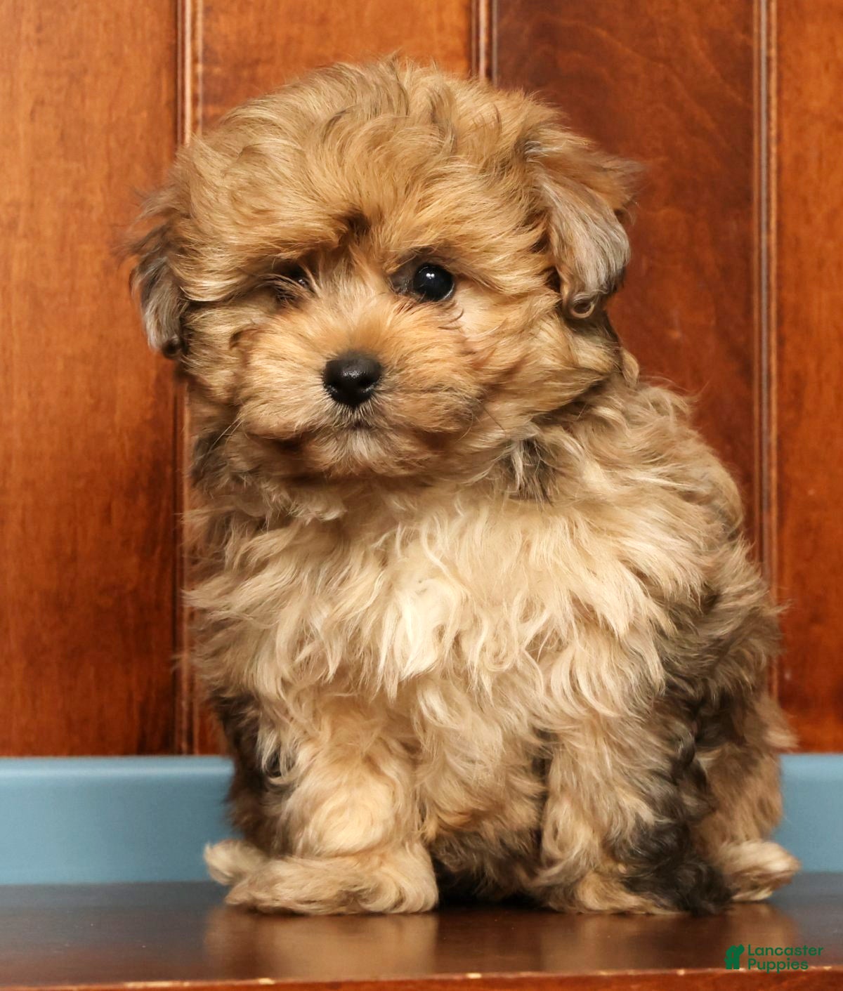 Pomapoo dogs Gavin - Ad 2