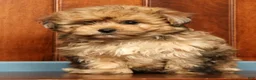 Pomapoo dogs for sale: Gavin - Ad 2