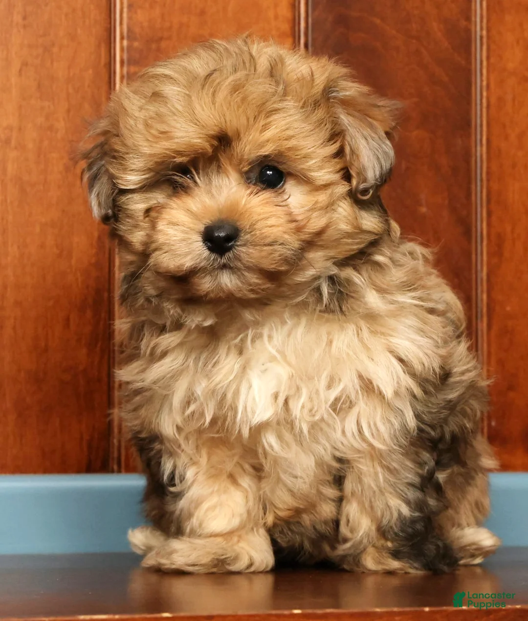Pomapoo dogs for sale: Gavin - Ad 2
