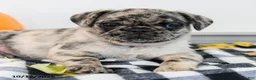 Pug dogs for sale: Palmer - Ad 3