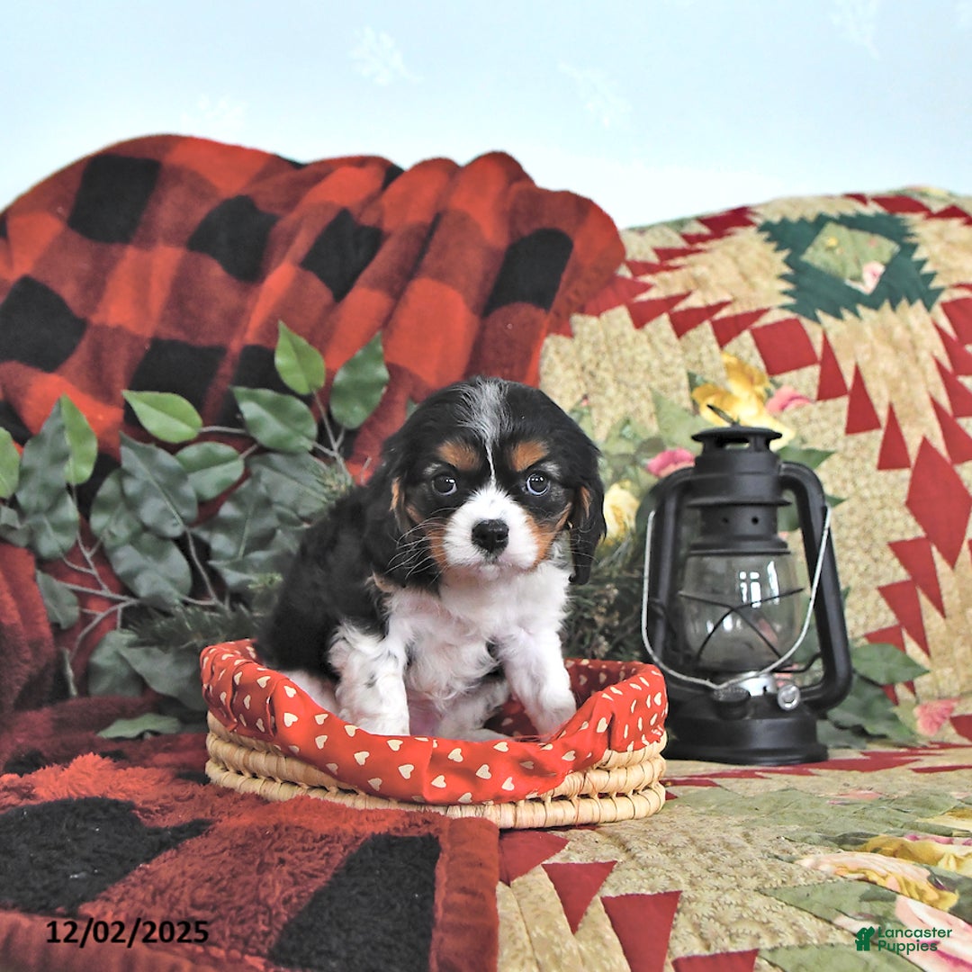 Cavalier King Charles Spaniel dogs for sale: Twila - Ad 4