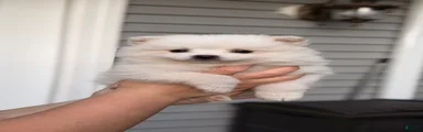 Pomeranian 5