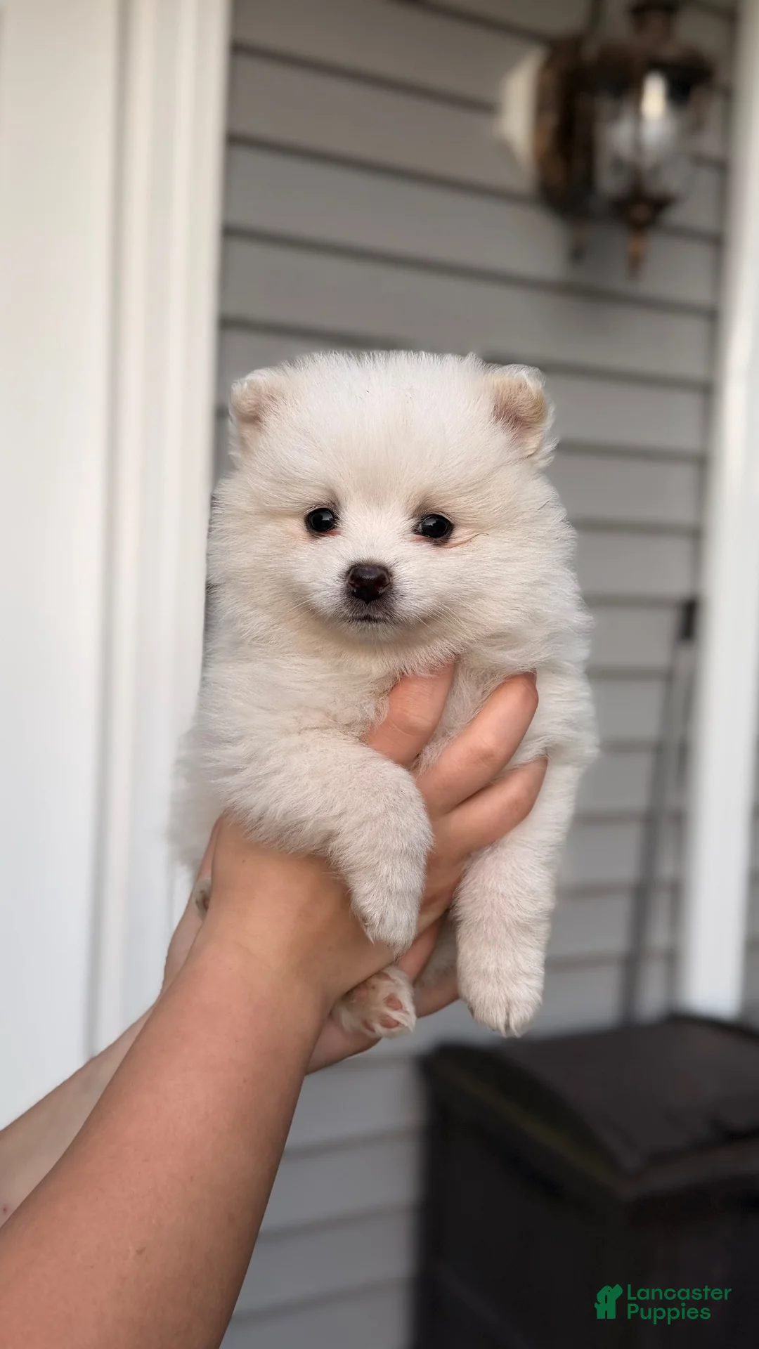Pomeranian dogs for sale: Pomeranian 5 - Ad 1