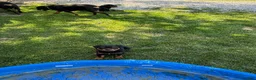 Rottweiler dogs for sale: Rottweiler Puppy 1 - Ad 13