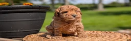Miniature Poodle dogs for sale: Muna - Ad 5