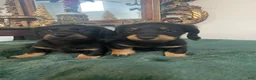 Dachshund dogs for sale: Dachshund 2 - Ad 8