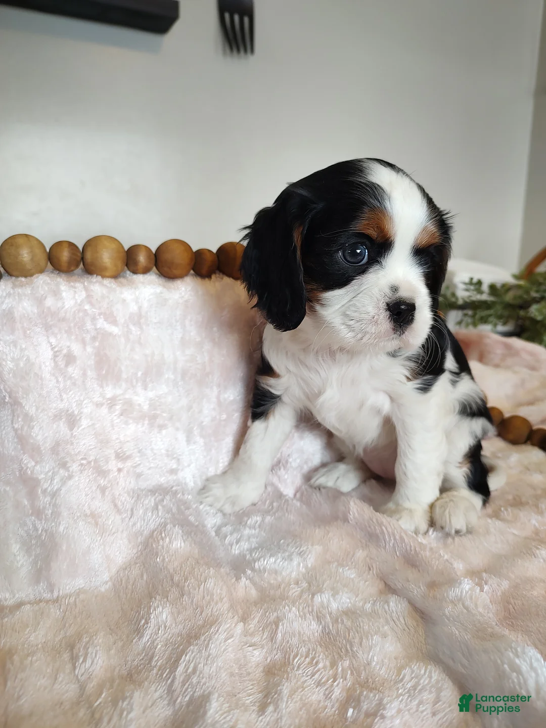 Cavalier King Charles Spaniel dogs for sale: Daisy  - Ad 4