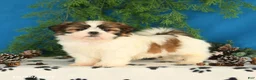 Shih Tzu dogs for sale: Carter - Ad 3