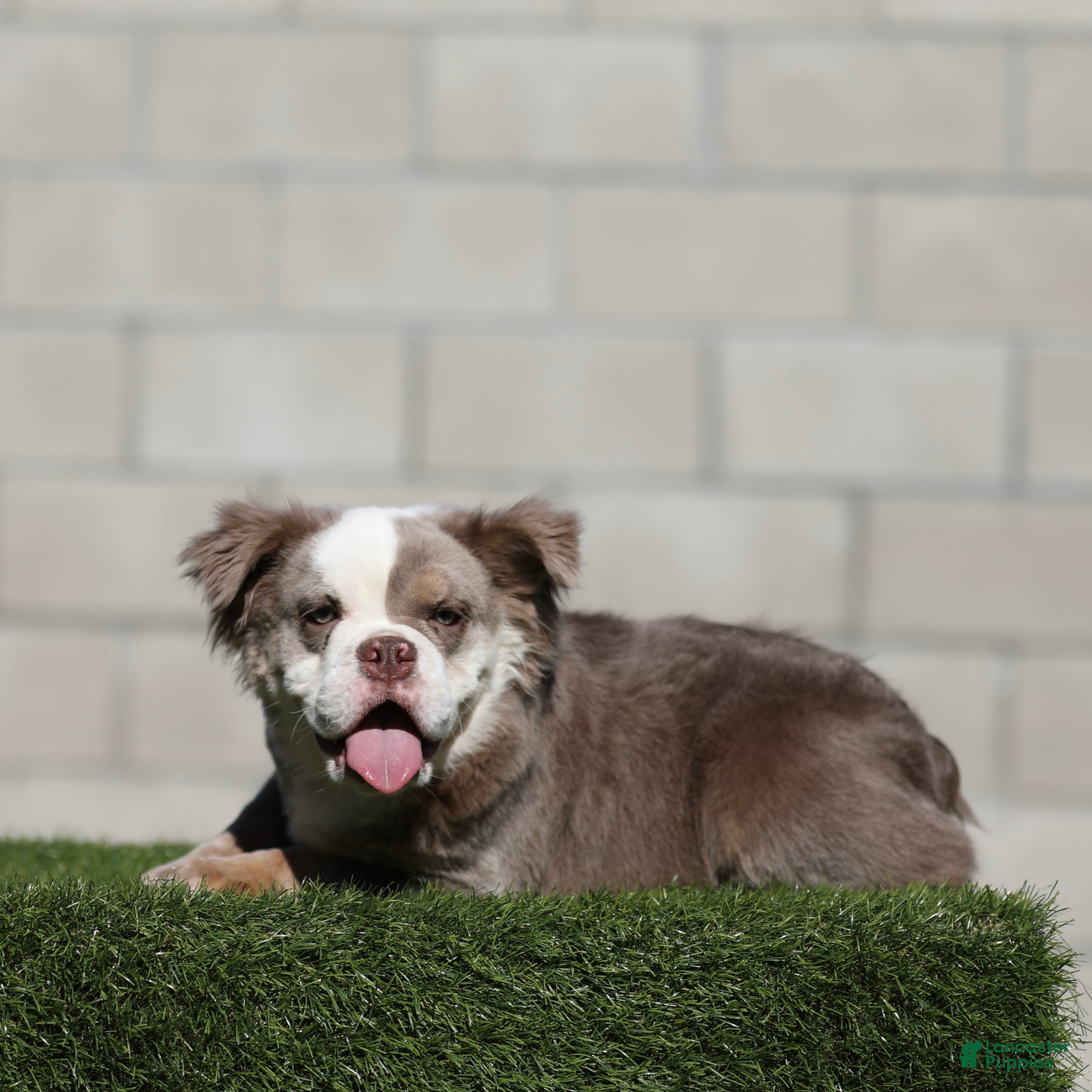 English Bulldog dogs English Bulldog Puppy 2 - Ad 17