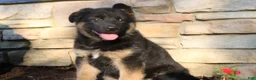 German Shepherd dogs for sale: Elsa  - Ad 2