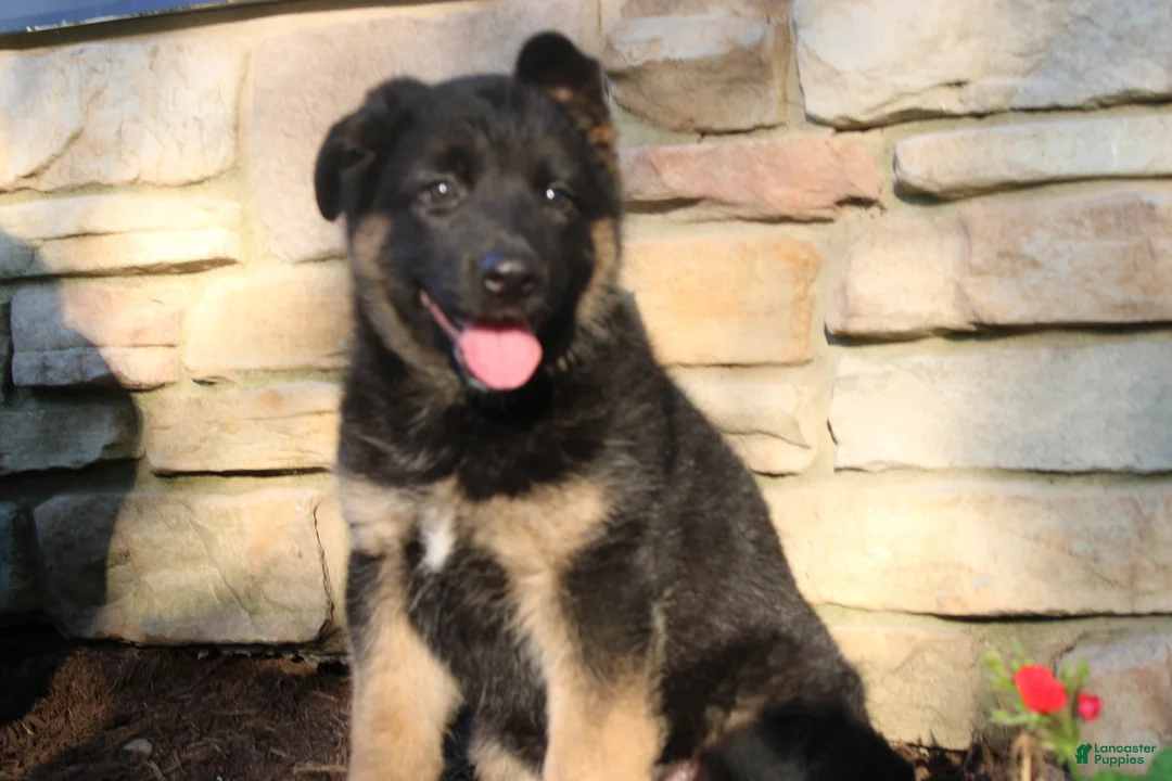 German Shepherd dogs for sale: Elsa  - Ad 2