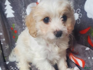 Cavachon dogs Cane - Ad 8