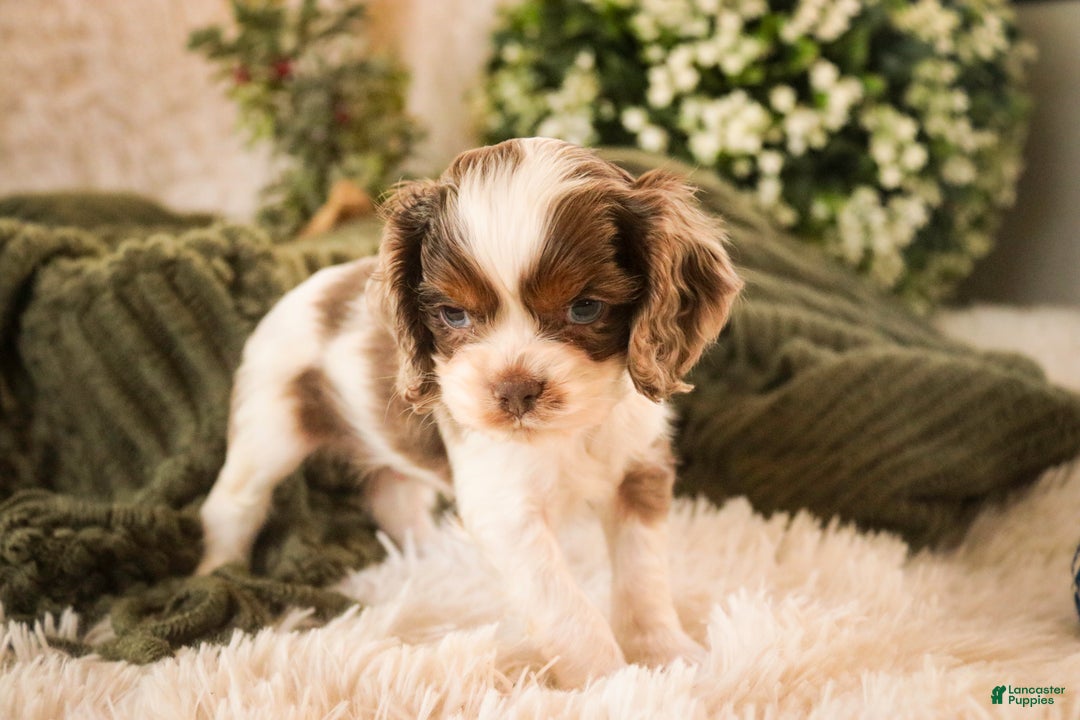 Cocker Spaniel dogs for sale: Graham - Ad 6
