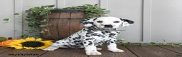 Dalmatian dogs for sale: Lashes - Ad 3