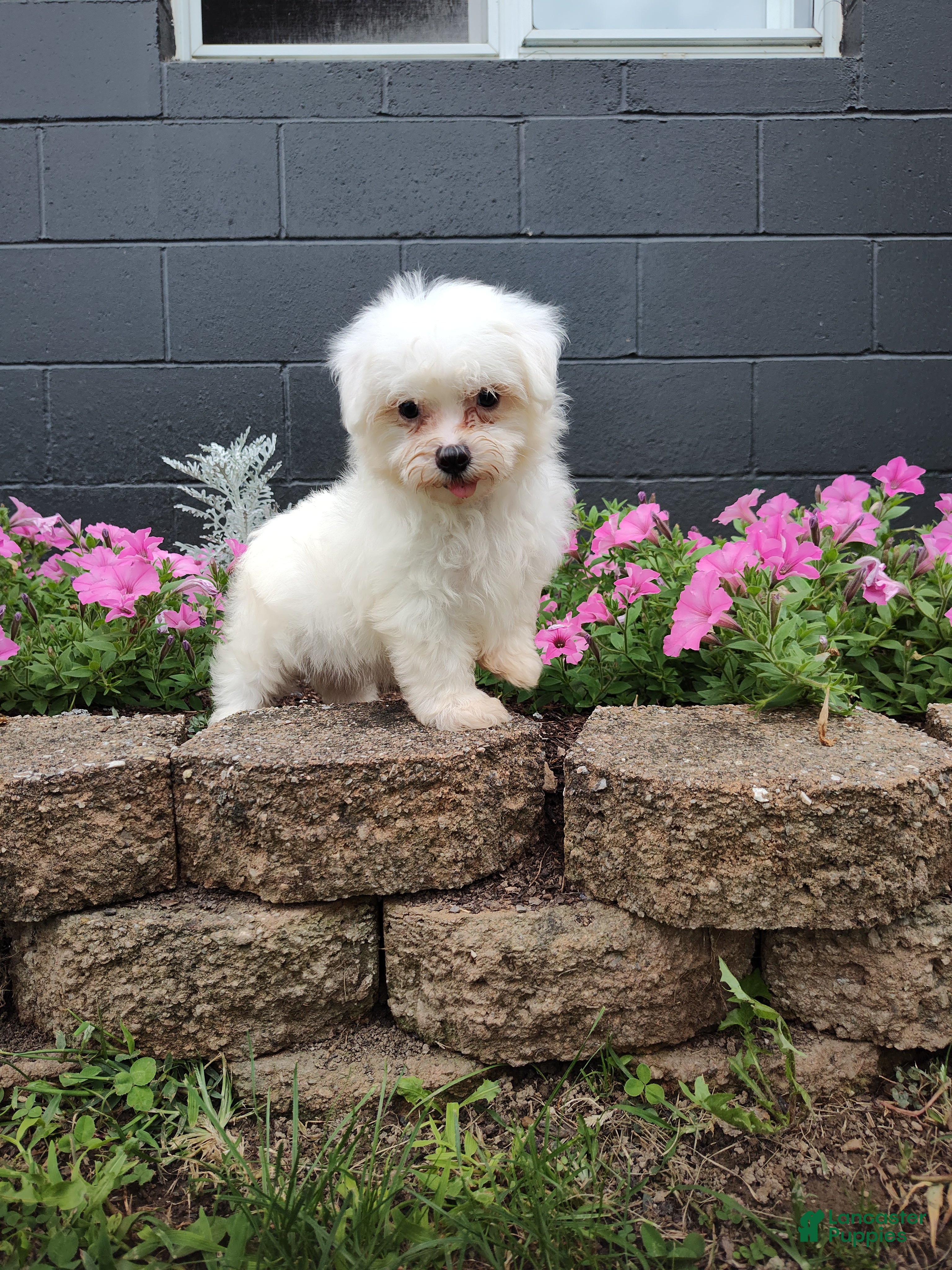 Maltese dogs Carter - Ad 2