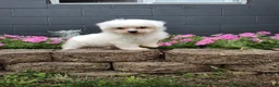 Maltese dogs for sale: Carter - Ad 2
