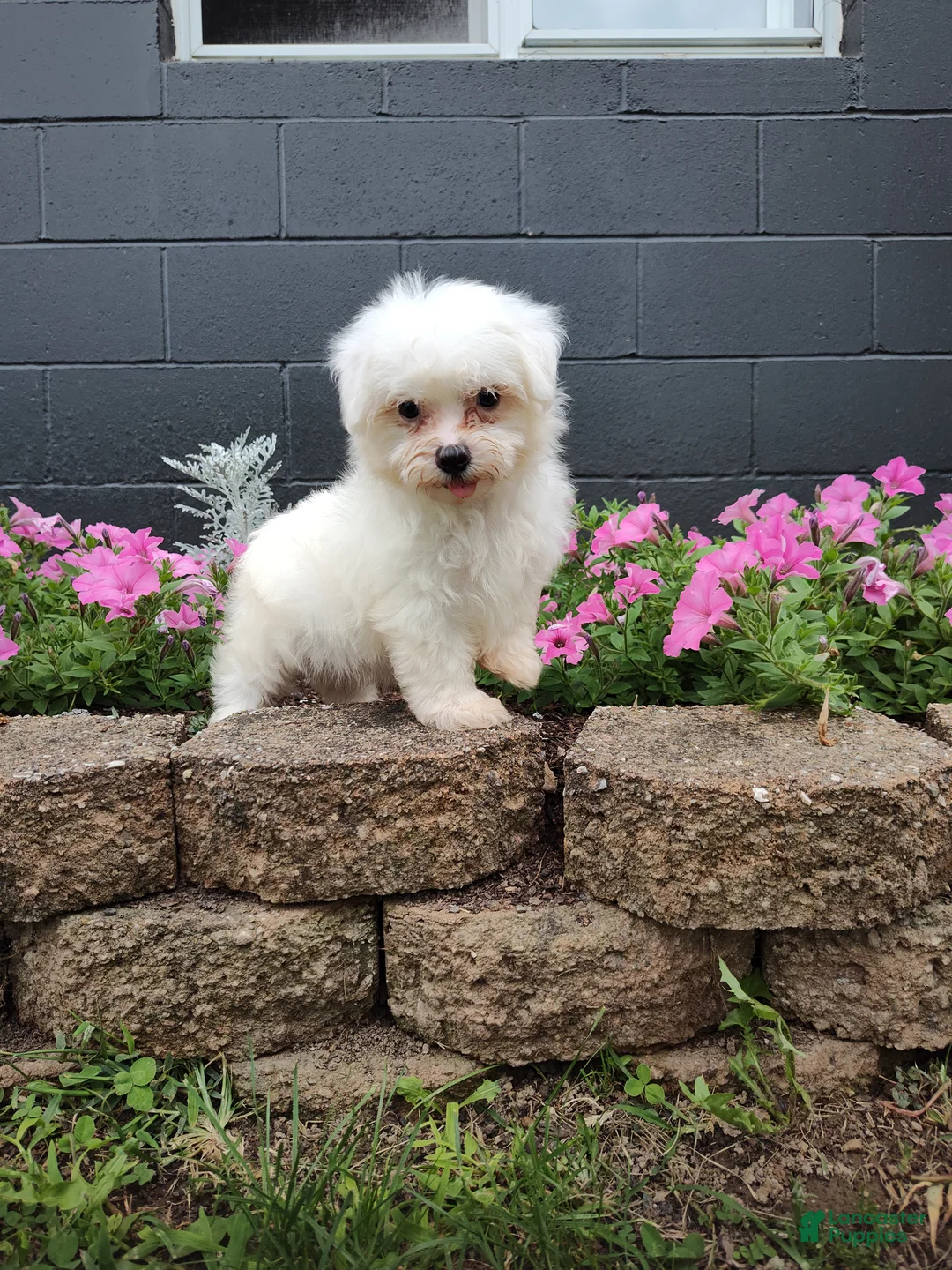 Maltese dogs for sale: Carter - Ad 2