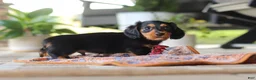 Miniature Dachshund dogs for sale: Arthur  - Ad 5