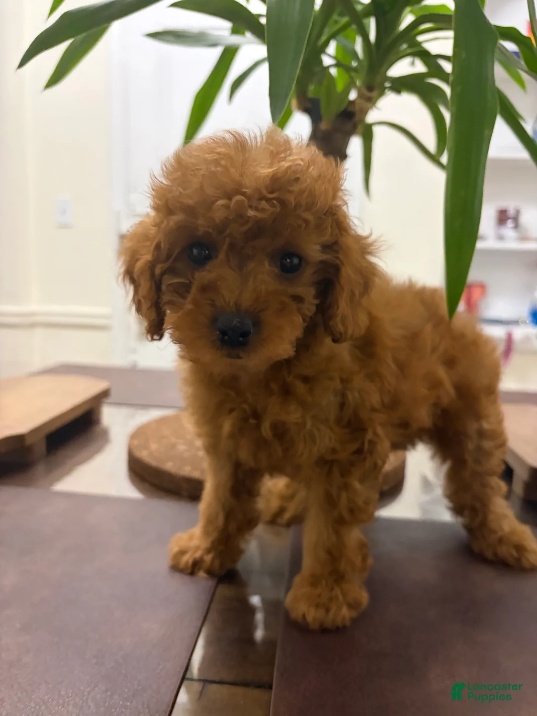Toy Poodle dogs for sale: Jen - Ad 1