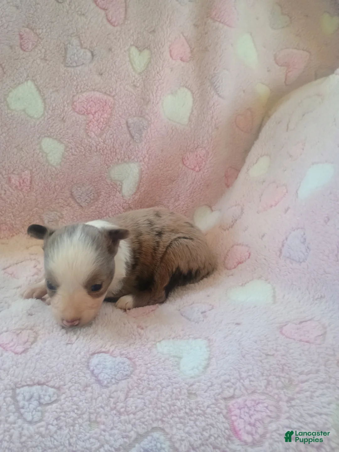 Toy Australian Shepherd dogs for sale: Toy Australian Shepherd Puppy 3 - Ad 4