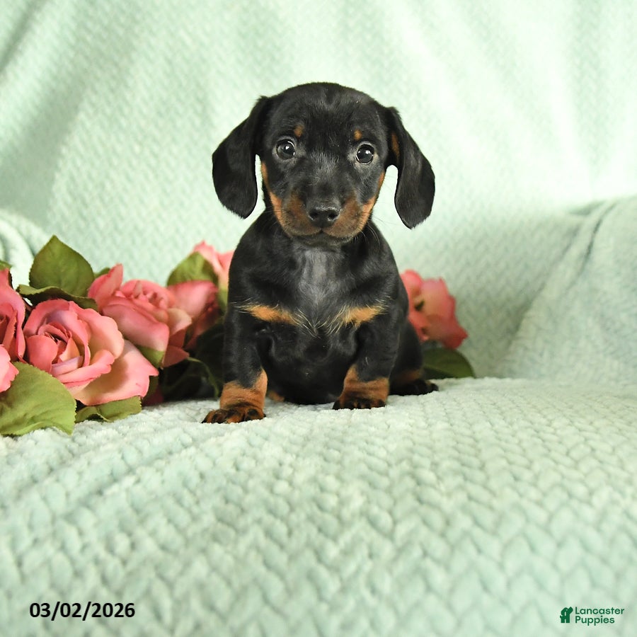Dachshund dogs Gavin - Ad 1