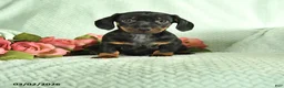 Dachshund dogs for sale: Gavin - Ad 1