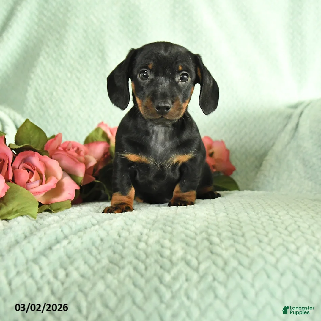 Dachshund dogs for sale: Gavin - Ad 1