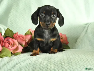 Miniature Dachshund dogs for sale: Gavin - Ad 4
