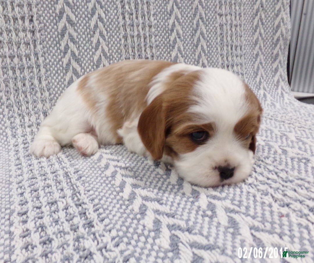 Cavalier King Charles Spaniel dogs for sale: Cavalier King Charles Spaniel Puppy 2 - Ad 5