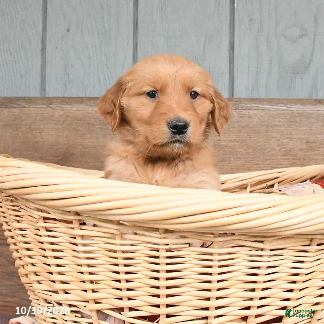 Golden Retriever dogs for sale: Willow - Ad 1