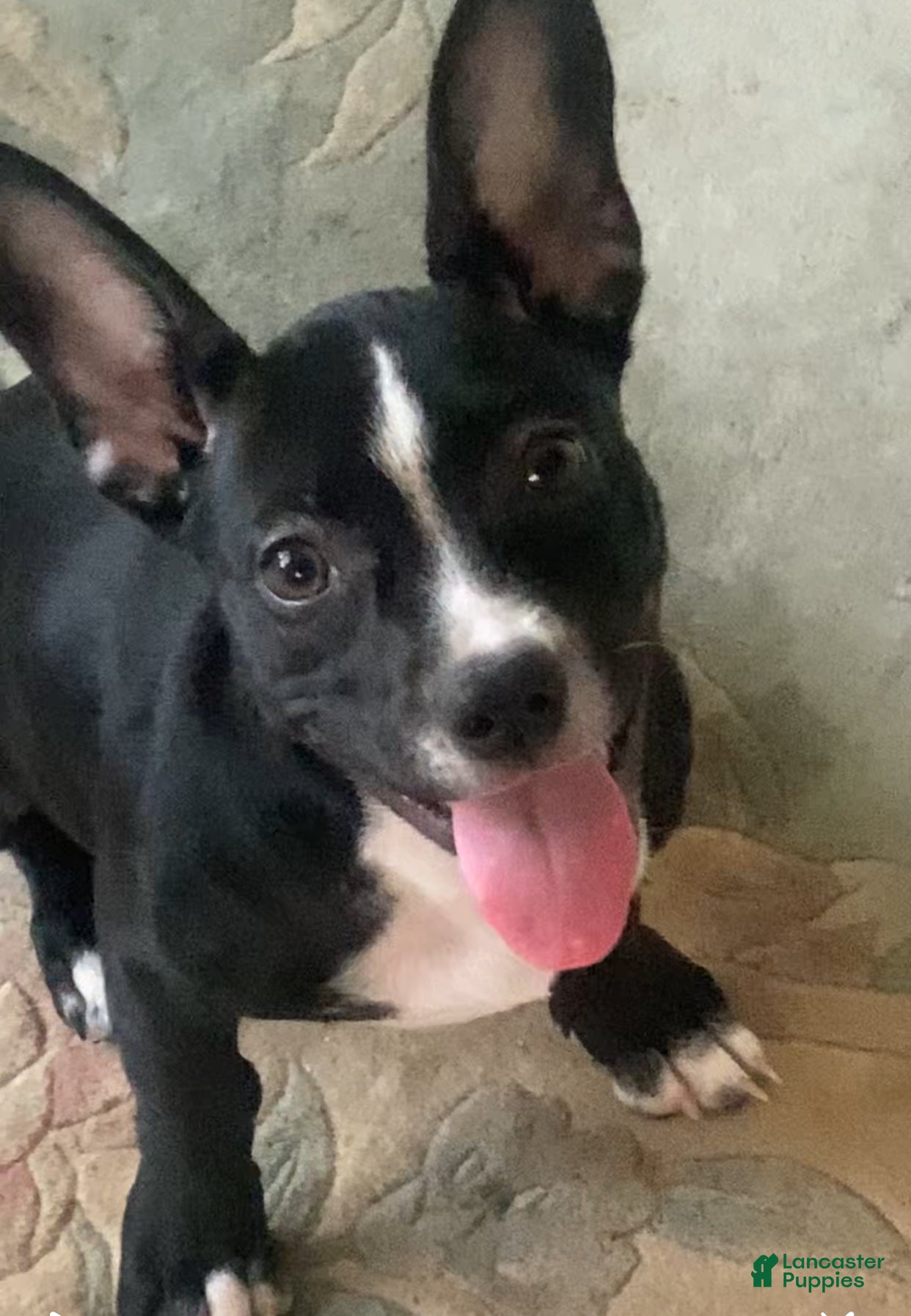 Mixed Breed dogs Mixed Breed 1 - Ad 1