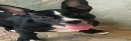 Mixed Breed dogs for sale: Mixed Breed 1 - Ad 2