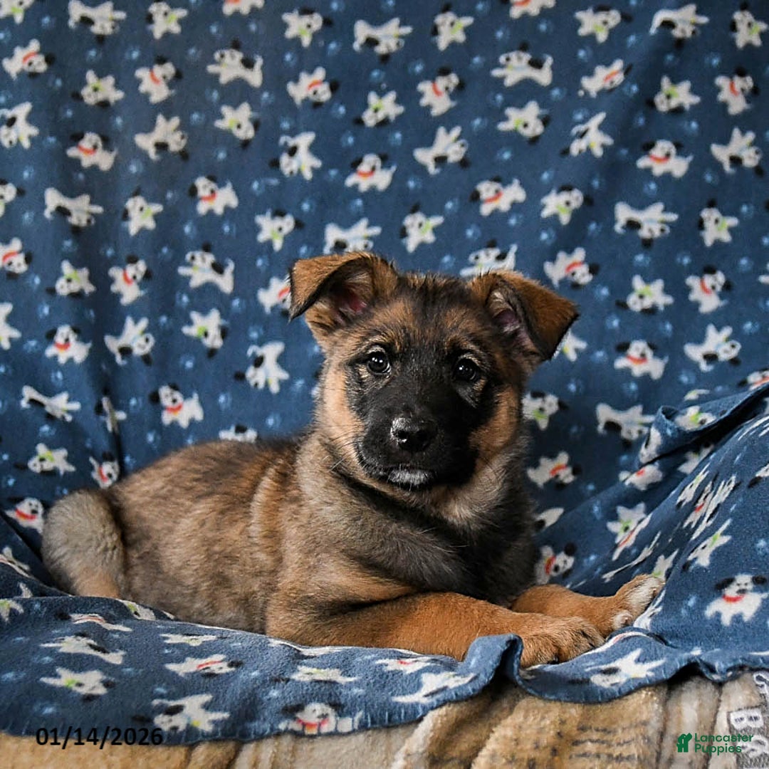 Mixed Breed dogs for sale: Richie - Ad 2