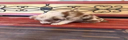 Border Collie dogs for sale: Specks - Ad 28