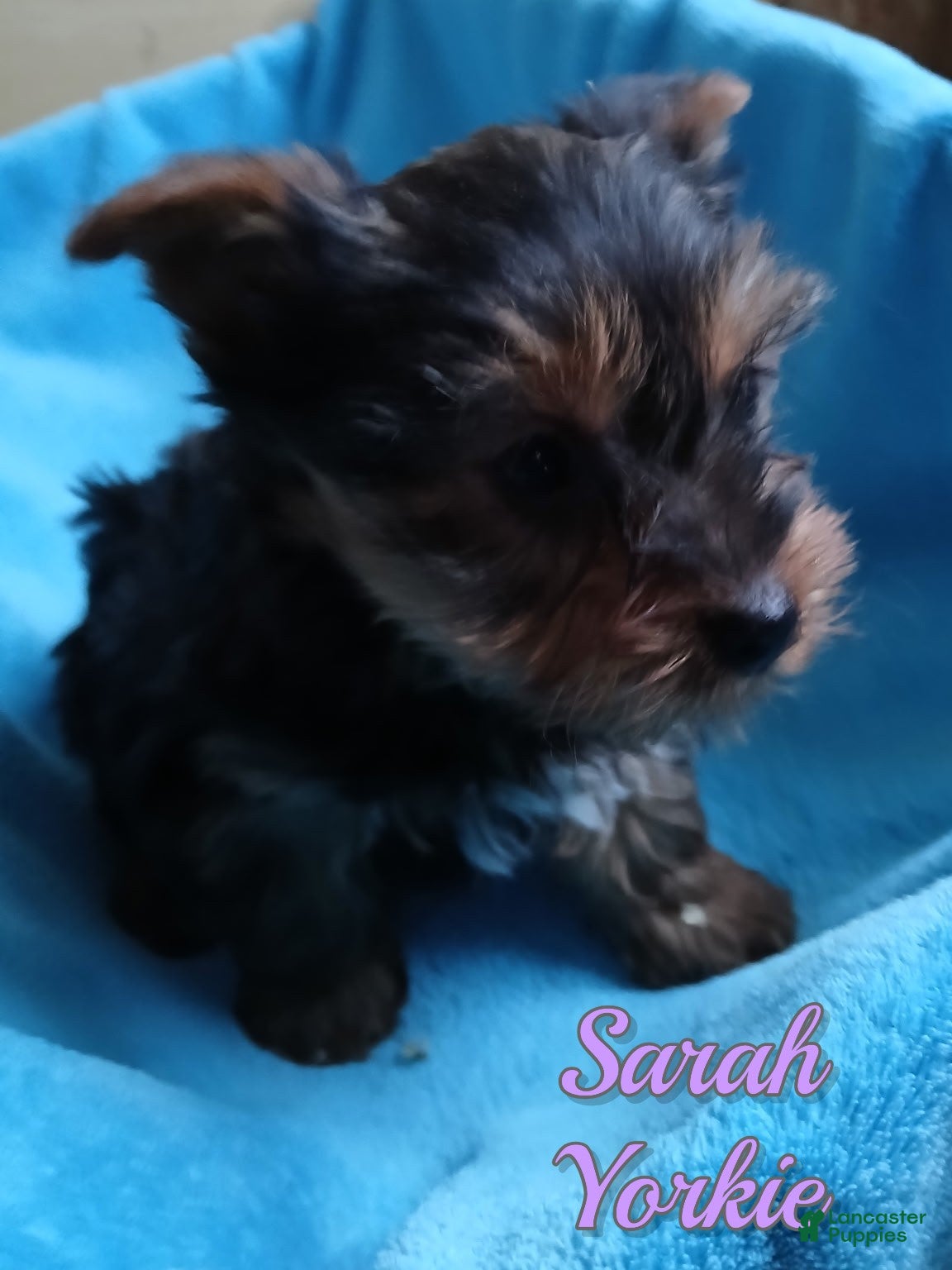 Yorkshire Terrier dogs Sarah - Ad 37