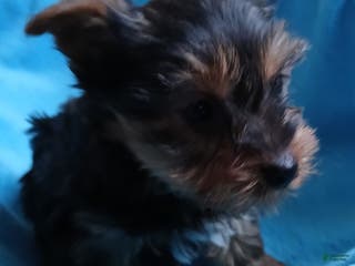 Yorkshire Terrier dogs Sarah - Ad 37