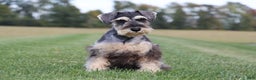 Miniature Schnauzer dogs for sale: Anna - Ad 3