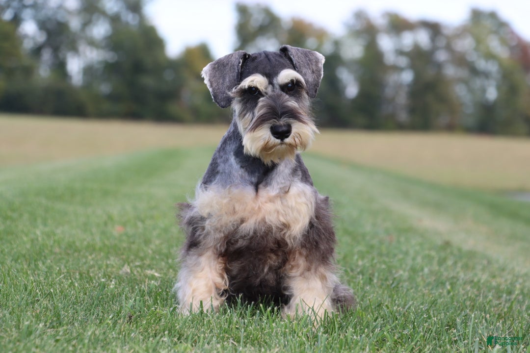 Miniature Schnauzer dogs for sale: Anna - Ad 3
