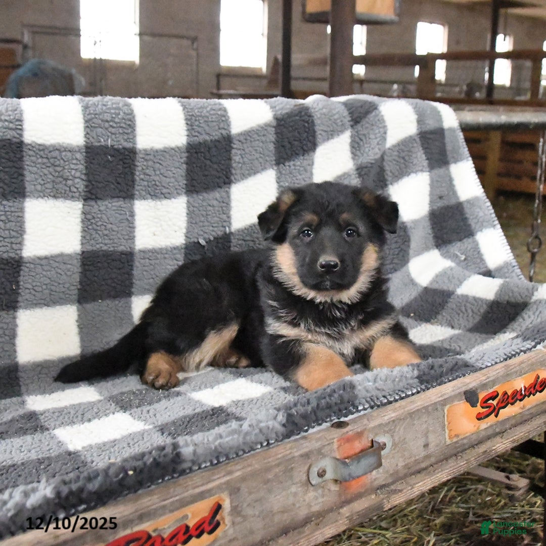 German Shepherd dogs for sale: Harley - Ad 1