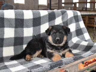 German Shepherd dogs for sale: Harley - Ad 4