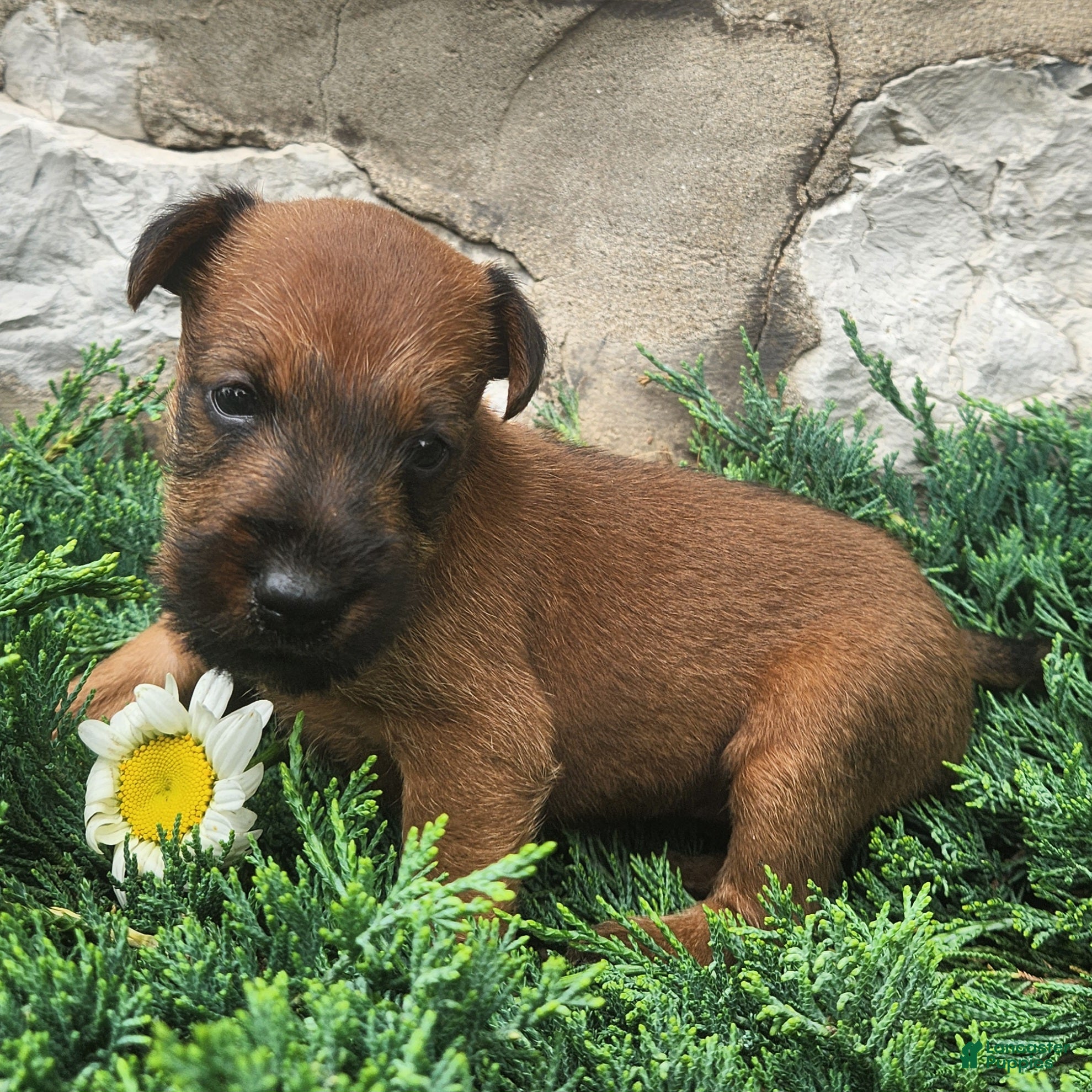 Irish Terrier dogs Roxie - Ad 1