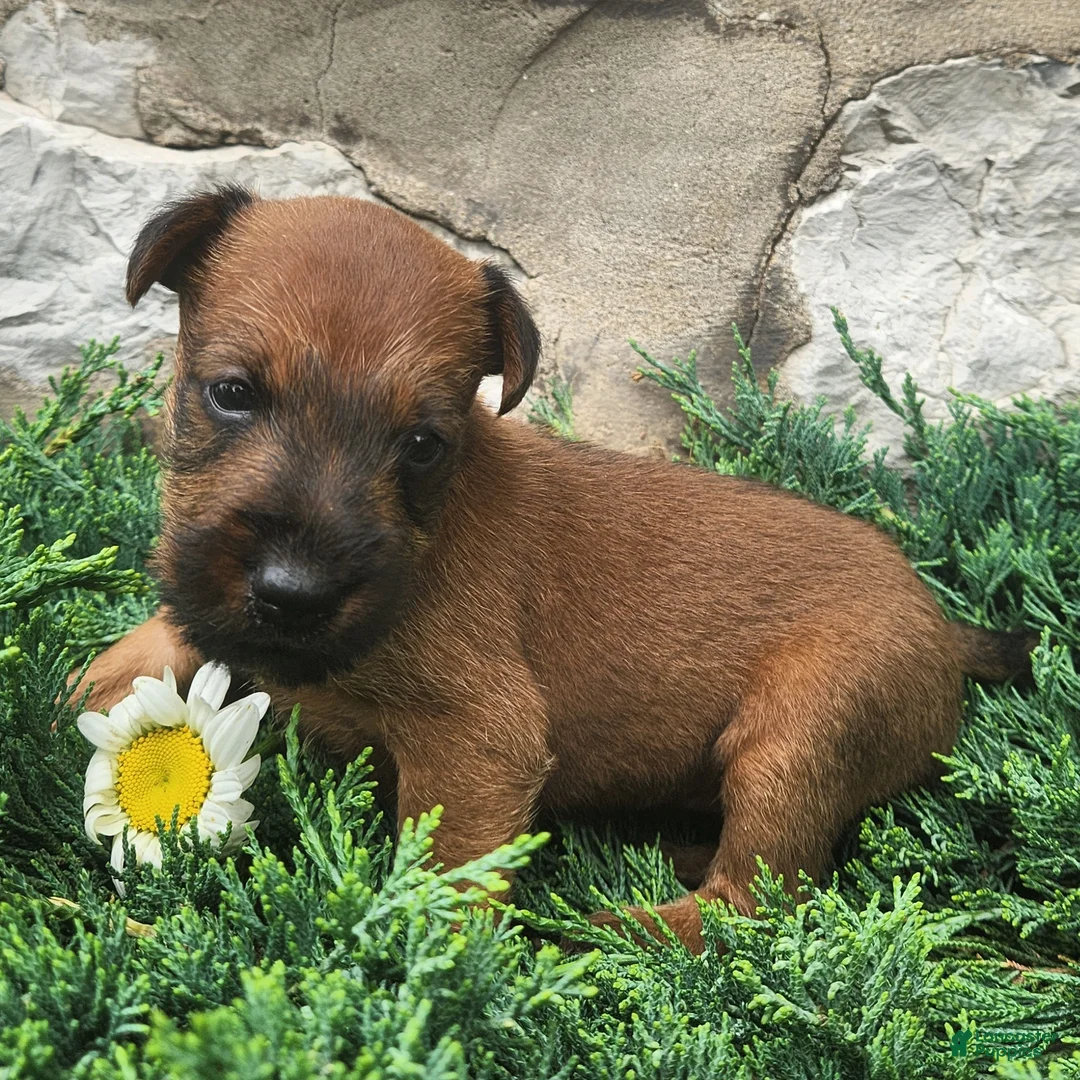 Irish Terrier dogs for sale: Roxie - Ad 1