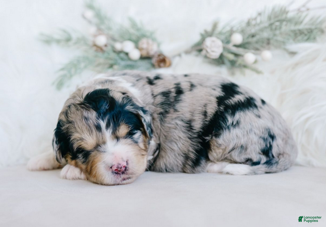 Mixed Breed dogs for sale: Gladys - Ad 2