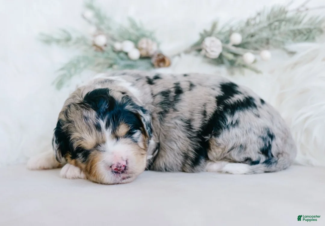 Mixed Breed dogs for sale: Gladys - Ad 2