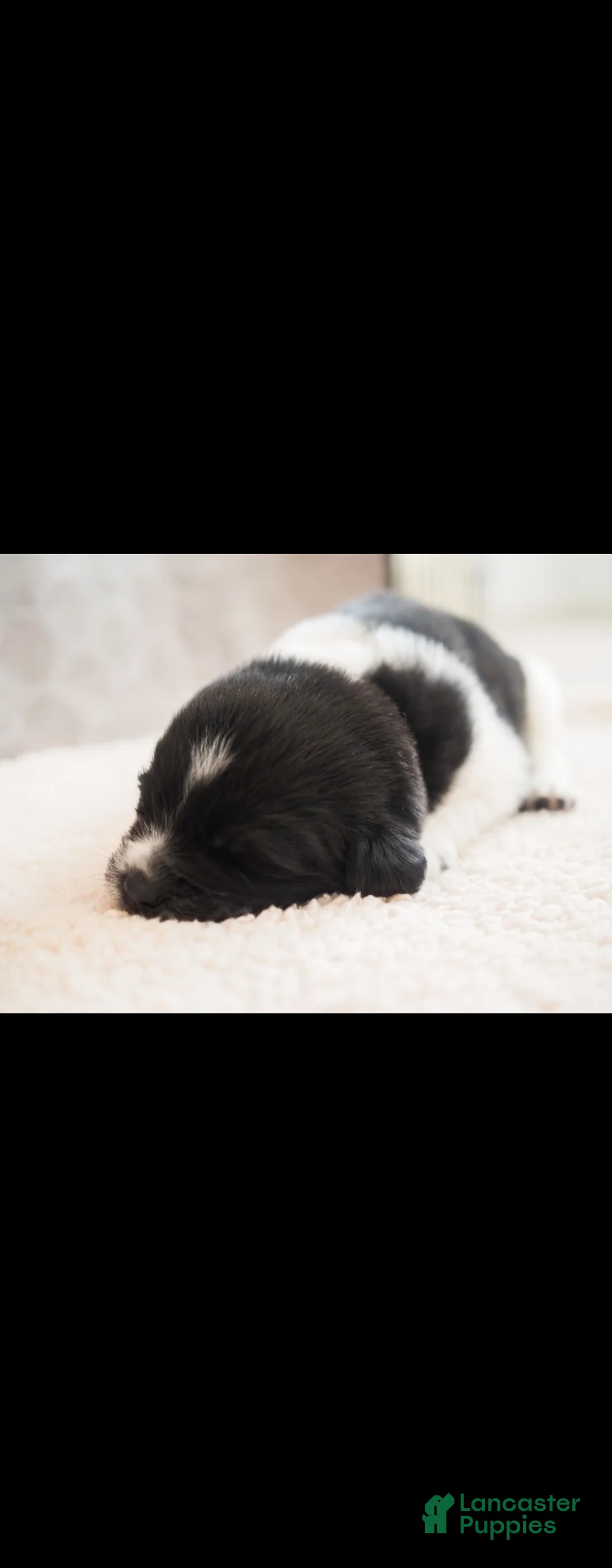 Newfoundland dogs for sale: Isla (purple collar)  - Ad 1