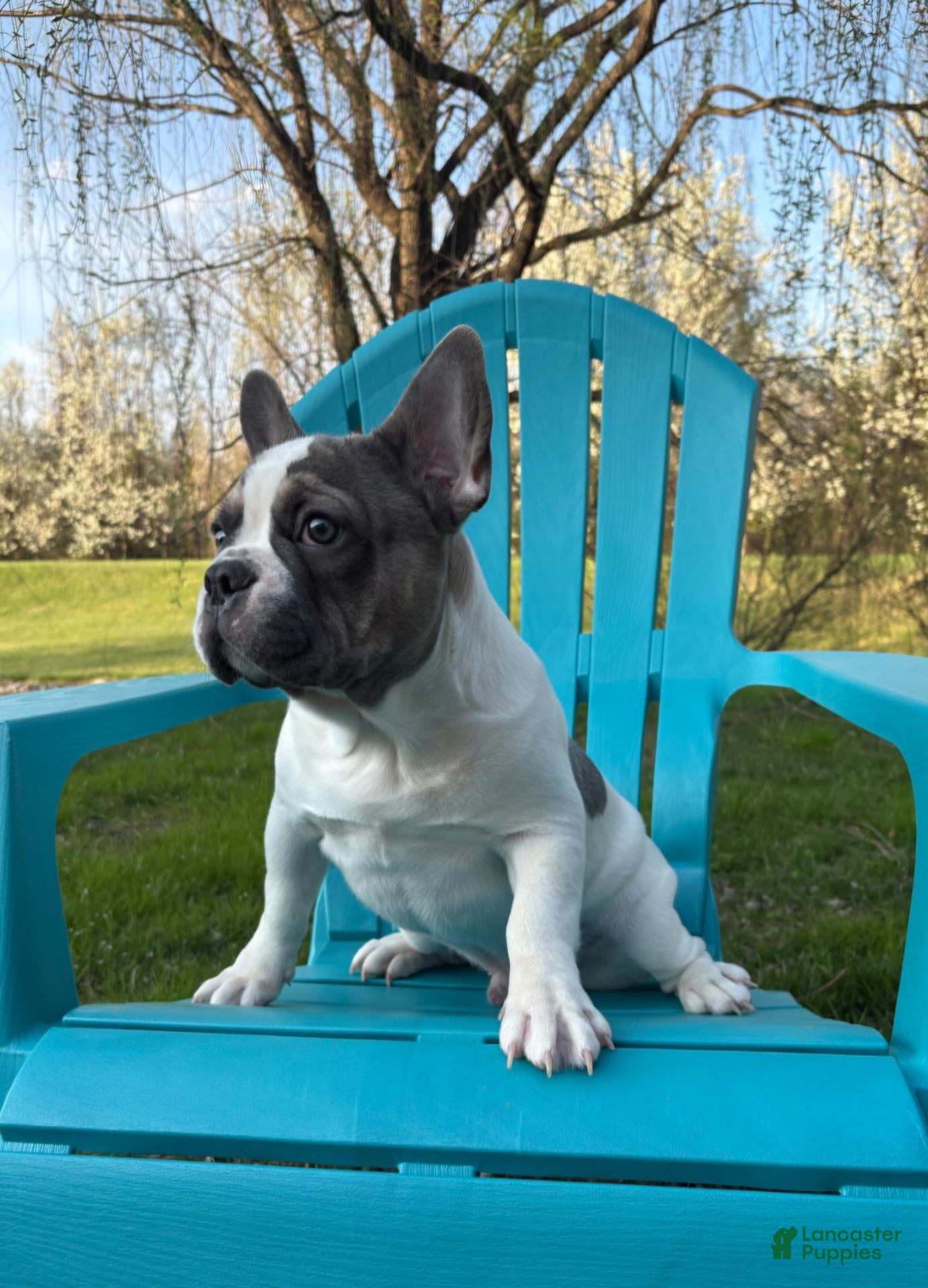 French Bulldog dogs CHESTY - Ad 3